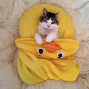 Meet your Posher, Sami